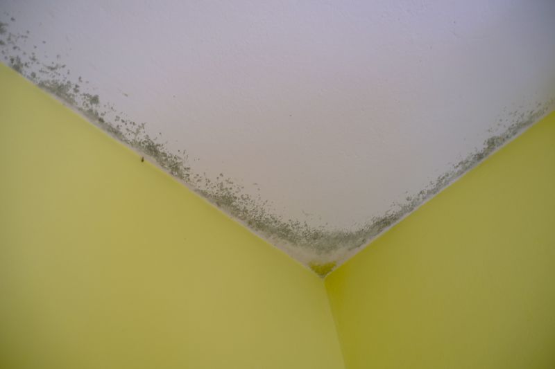 Ceiling Mold Removal in Essex County, NJ