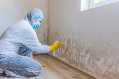 Mold Remediation Service in Boca Raton, FL