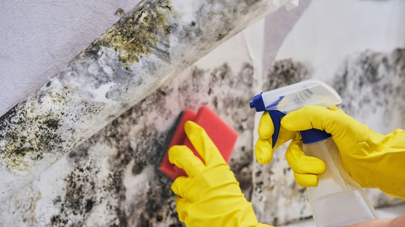 Mold Restoration in Essex County, NJ