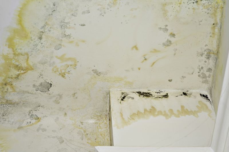 White Mold Mitigation in West Palm Beach, FL